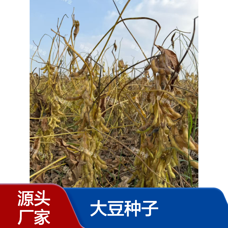 高油高蛋白含油量高达22.3% 中黄212 大豆种子 不炸荚抗倒伏