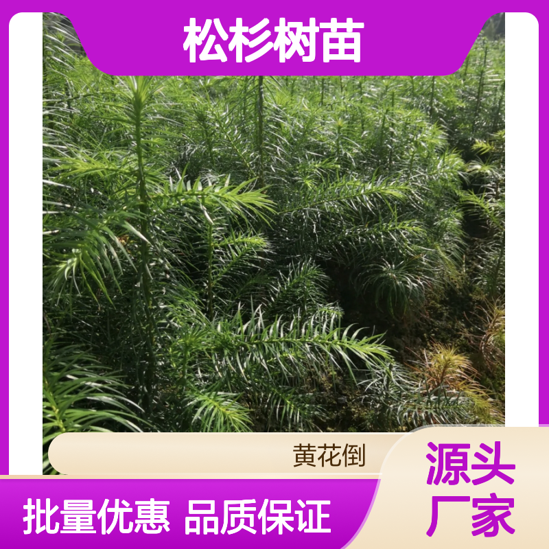 松杉树苗批发 耐寒耐旱易成活 生长迅速 适应性强