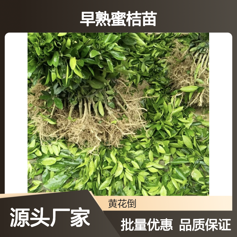精选早熟蜜桔苗 果园直供批发 皮薄汁多 味甜不酸