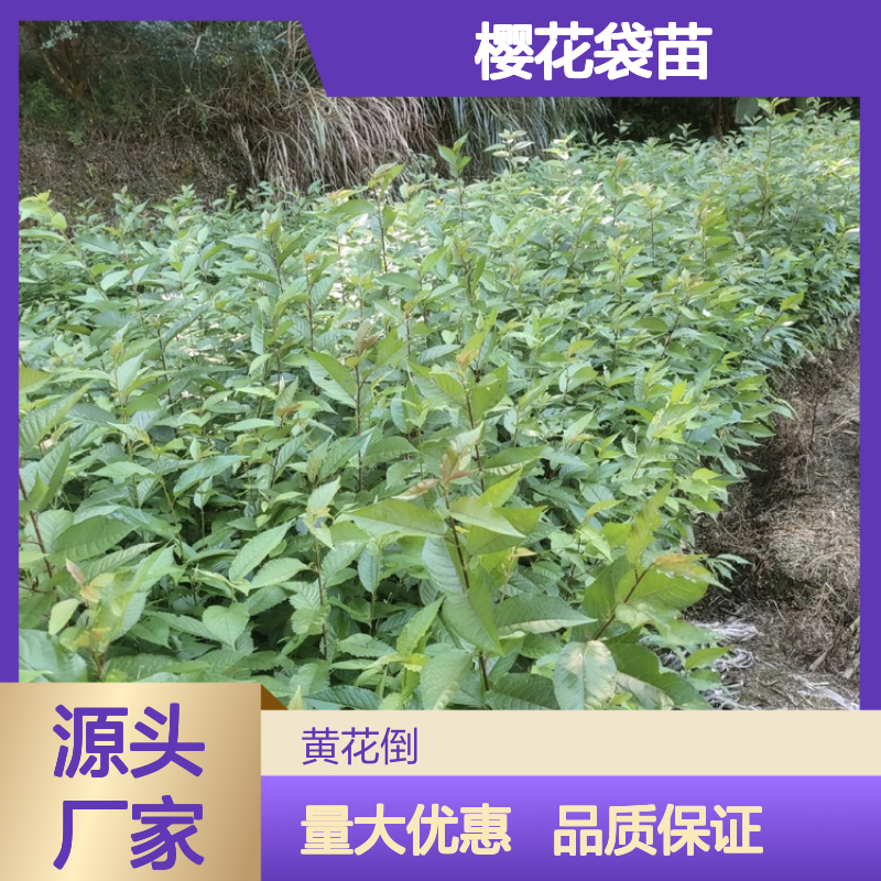 冬樱花袋苗 批发主产区直供 花色淡雅 早春盛开
