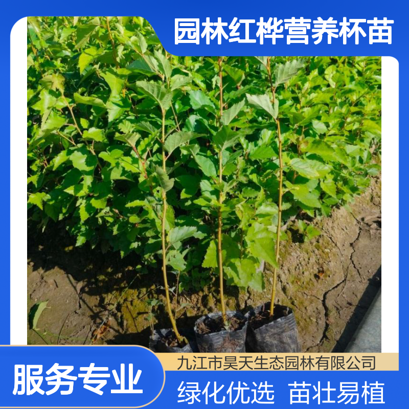 昊天园林红桦营养杯苗 株高0.8米落叶性 冠幅20 绿化种子苗木优选