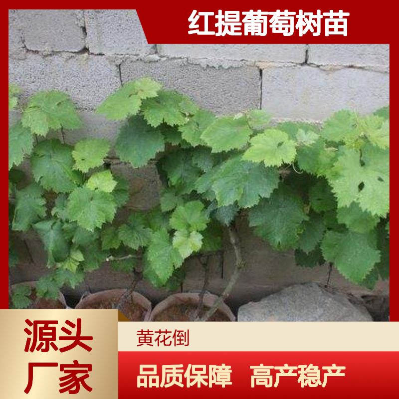 红提葡萄树苗 嫁接技术成熟 品种优良 高产稳产