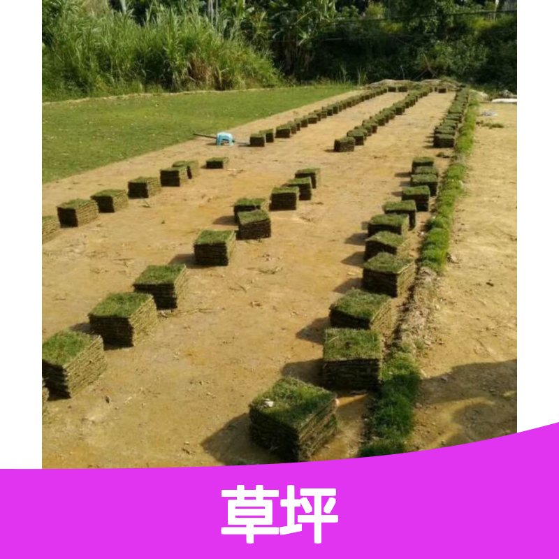 固戍草坪 品种多样 发货及时 成活率高 服务贴心