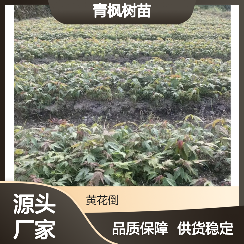 青枫树苗基地直供 园林绿化优选青枫 易于养护