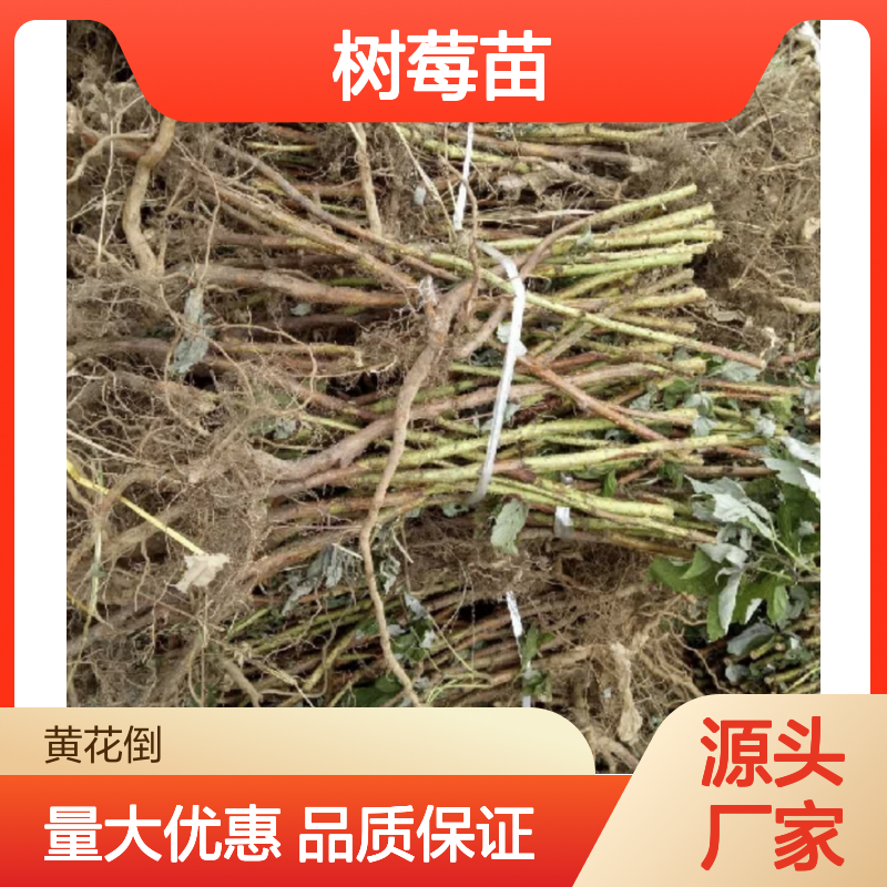 黄树莓苗 春秋种植 产量高 管理简单 适应性强 果香浓郁