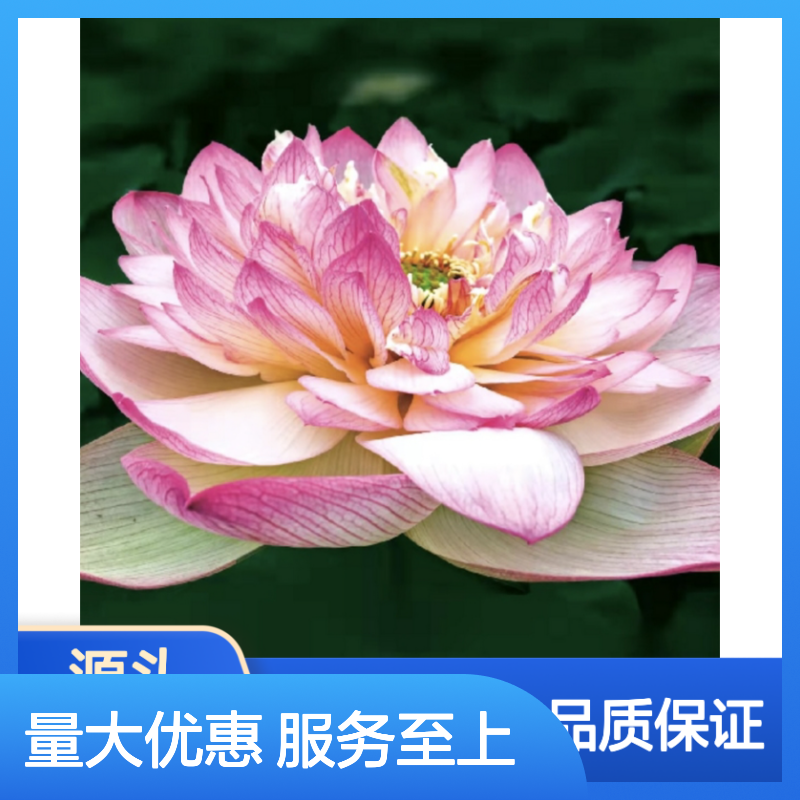 精选荷花苗 批发供应 单瓣重瓣 株型多样 品质保证