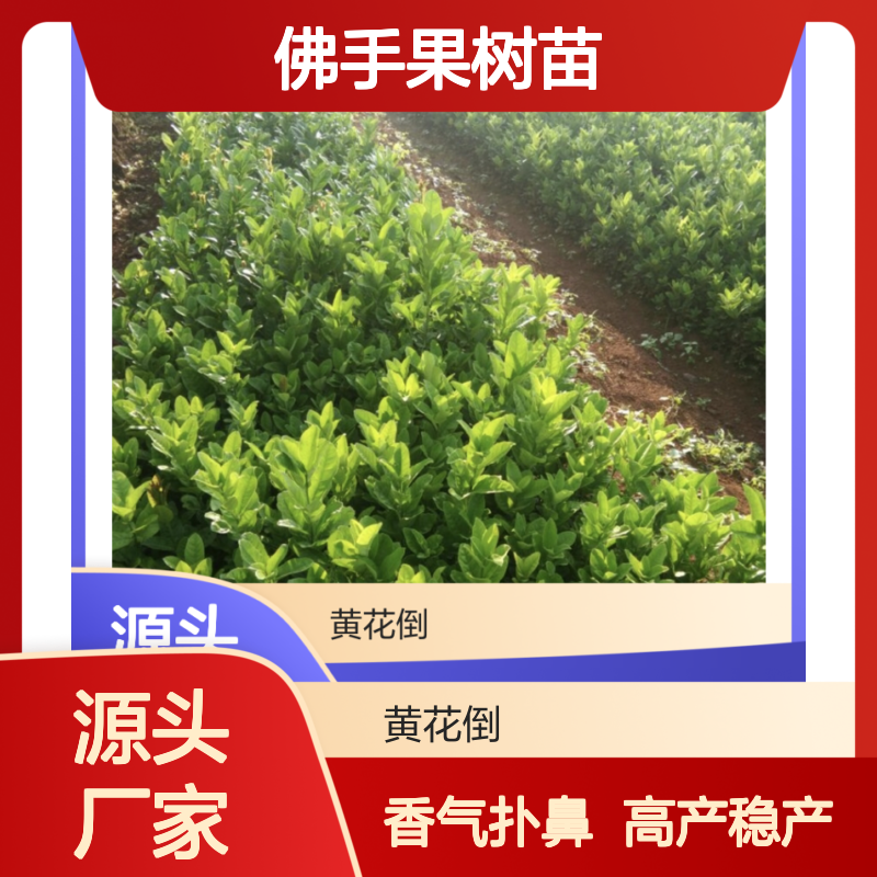 佛手果树苗 批发种植 高产稳产 观赏性强 香气扑鼻