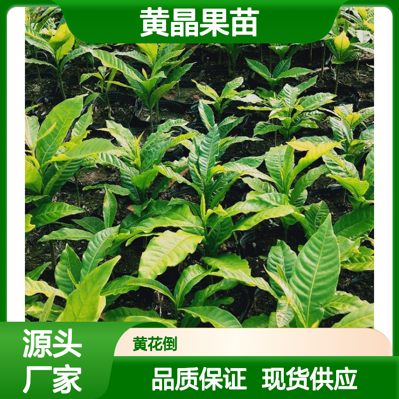 黄晶果苗 热带果树 高产栽培 甜度适中 芳香四溢