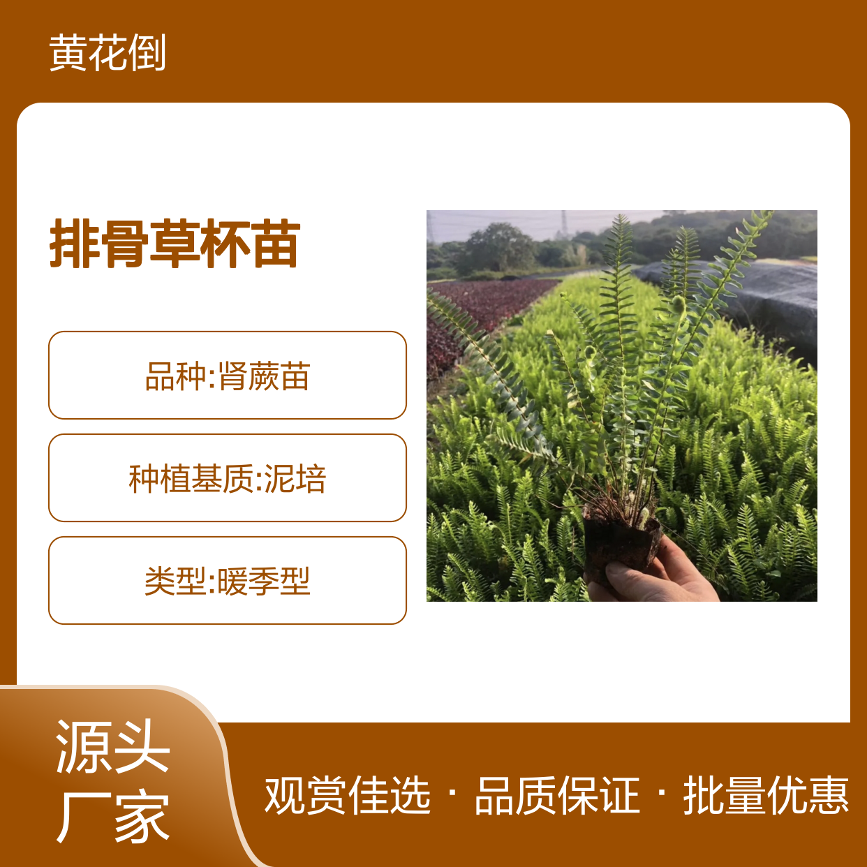 排骨草杯苗 肾蕨植物 园林装饰优选 观赏性强 生长迅速