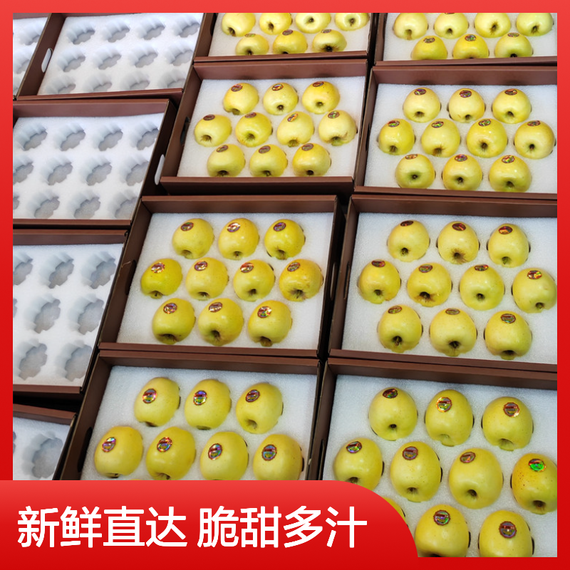 维纳斯黄金苹果冷藏配送 冷链直达 新鲜美味 脆甜多汁