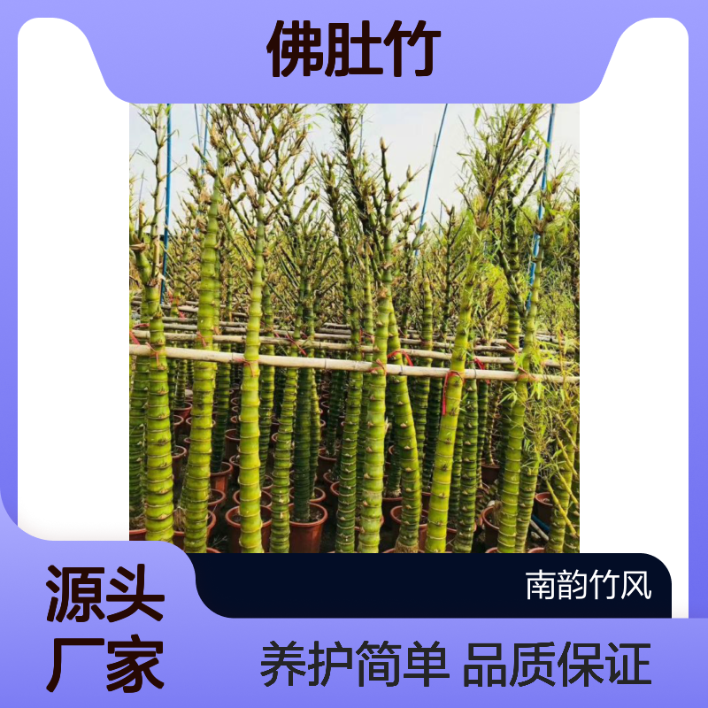 佛肚竹 形态奇特 寓意吉祥 养护简单 观赏性强 珠圆玉润