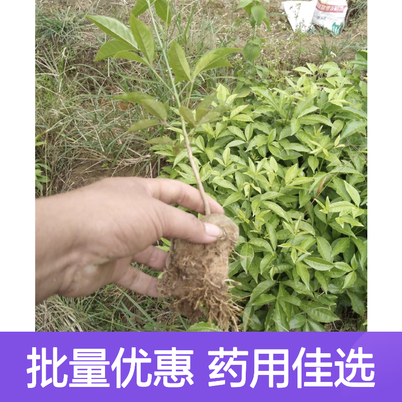 三桠苦苗 芸香科植物 批发供应 生长迅速 药用价值