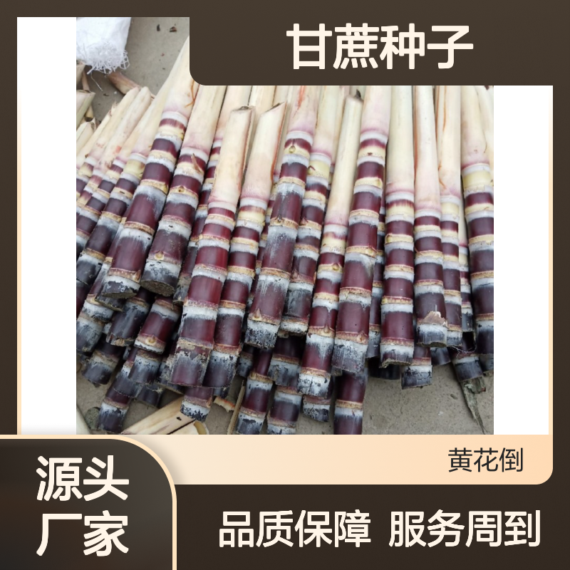 甘蔗种子 春植秋植冬植均可 技术免费 增产基础