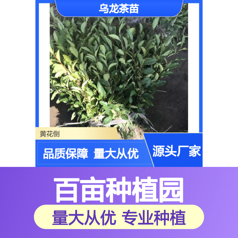 乌龙茶苗 百亩种植园直供 品质优良 成活高园林优选