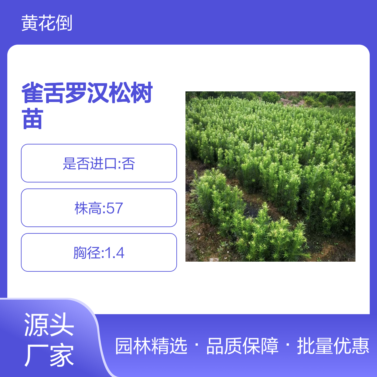 金钻雀舌罗汉松树苗 庭院绿化优选 造景佳品 生长迅速