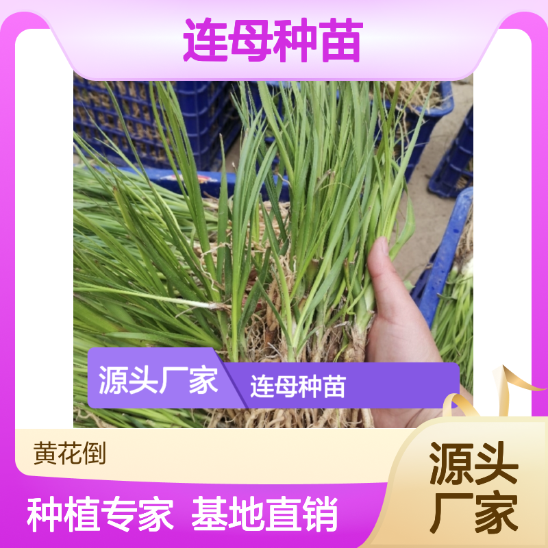 连母种苗 基地直供 生长迅速 易种植管理 技术领先