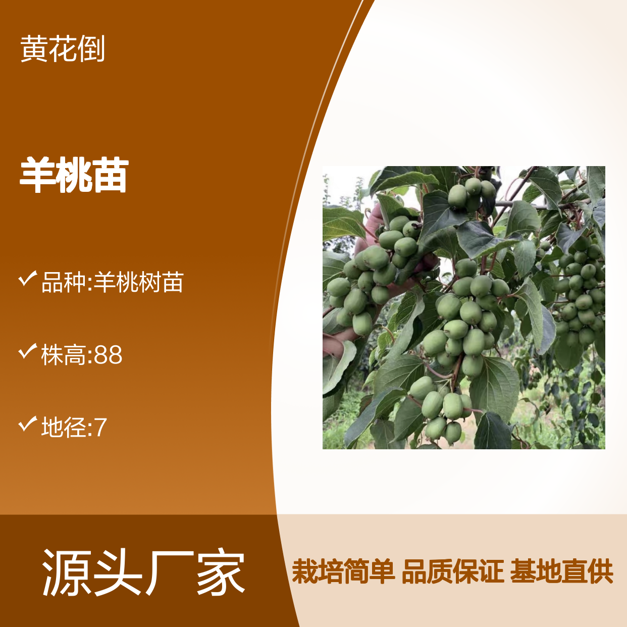 中华羊桃苗 基地直供 果树苗木 品种纯正 口感甜酸