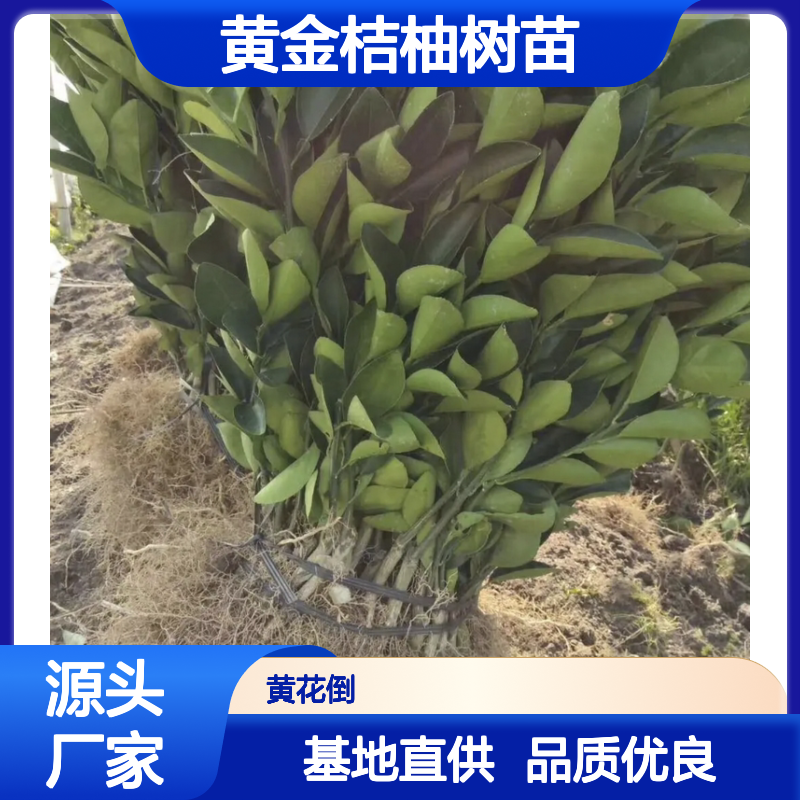 黄金桔柚树苗 基地直供 品质保证 丰产稳产 耐寒性强