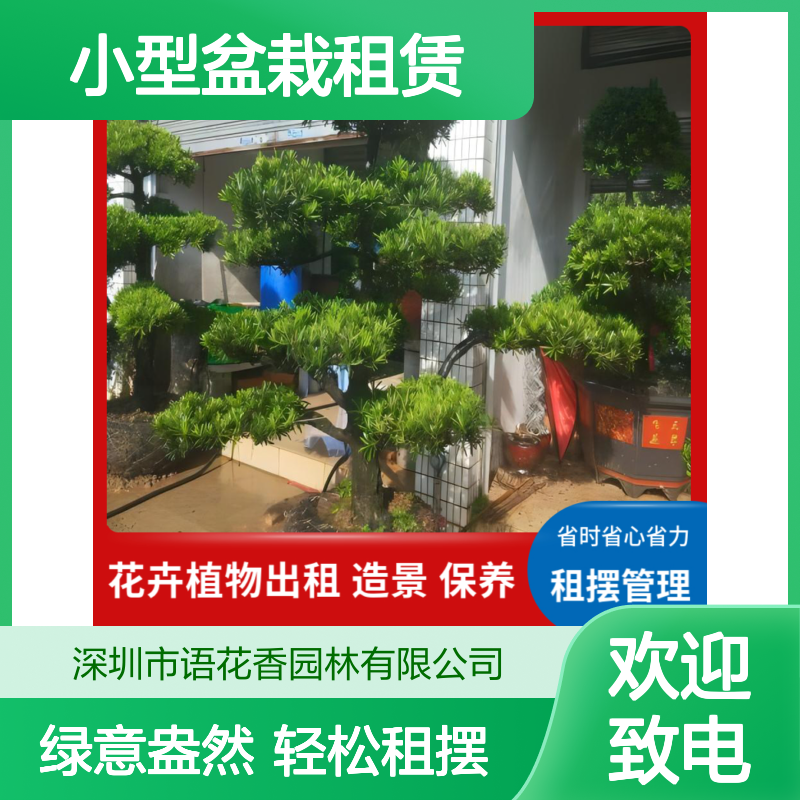 小型盆栽租赁服务 省时省心 绿植盆栽组合美化办公环境