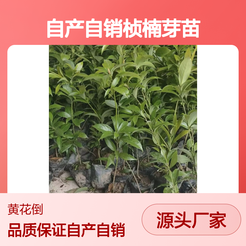 自产自销桢楠芽苗 基地直发包教种植管理技术 品质纯正可票