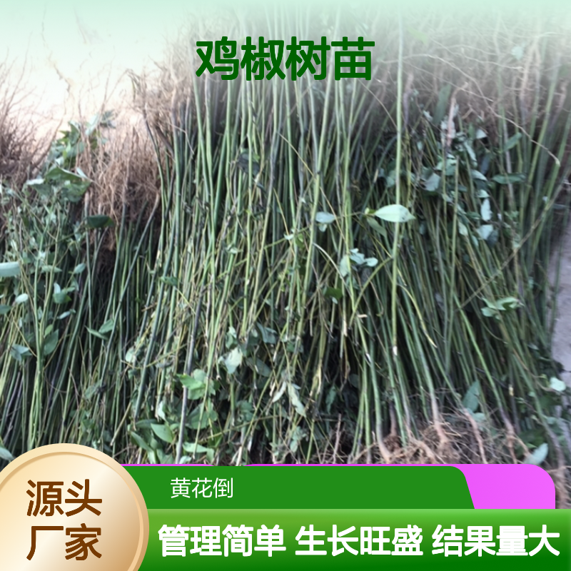优质山鸡椒树苗 供应 生长旺盛 结果量大 管理简单