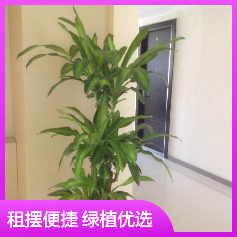 巴西木观叶植物租摆服务 南韵竹风绿植优选 生机盎然