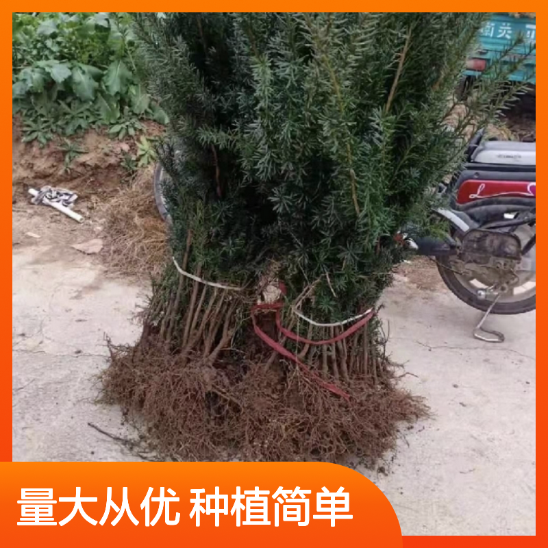红豆杉苗 批发供应 园林优选 高山品种 生长迅速