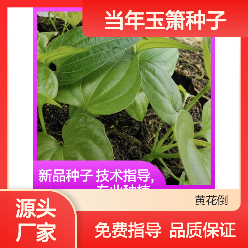 新采收当年玉箫种子 苗木合作社自营免费技术指导