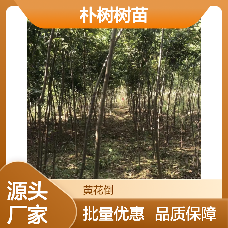 朴树树苗 百亩种植园直供 绿化优选 生长迅速 适应性强