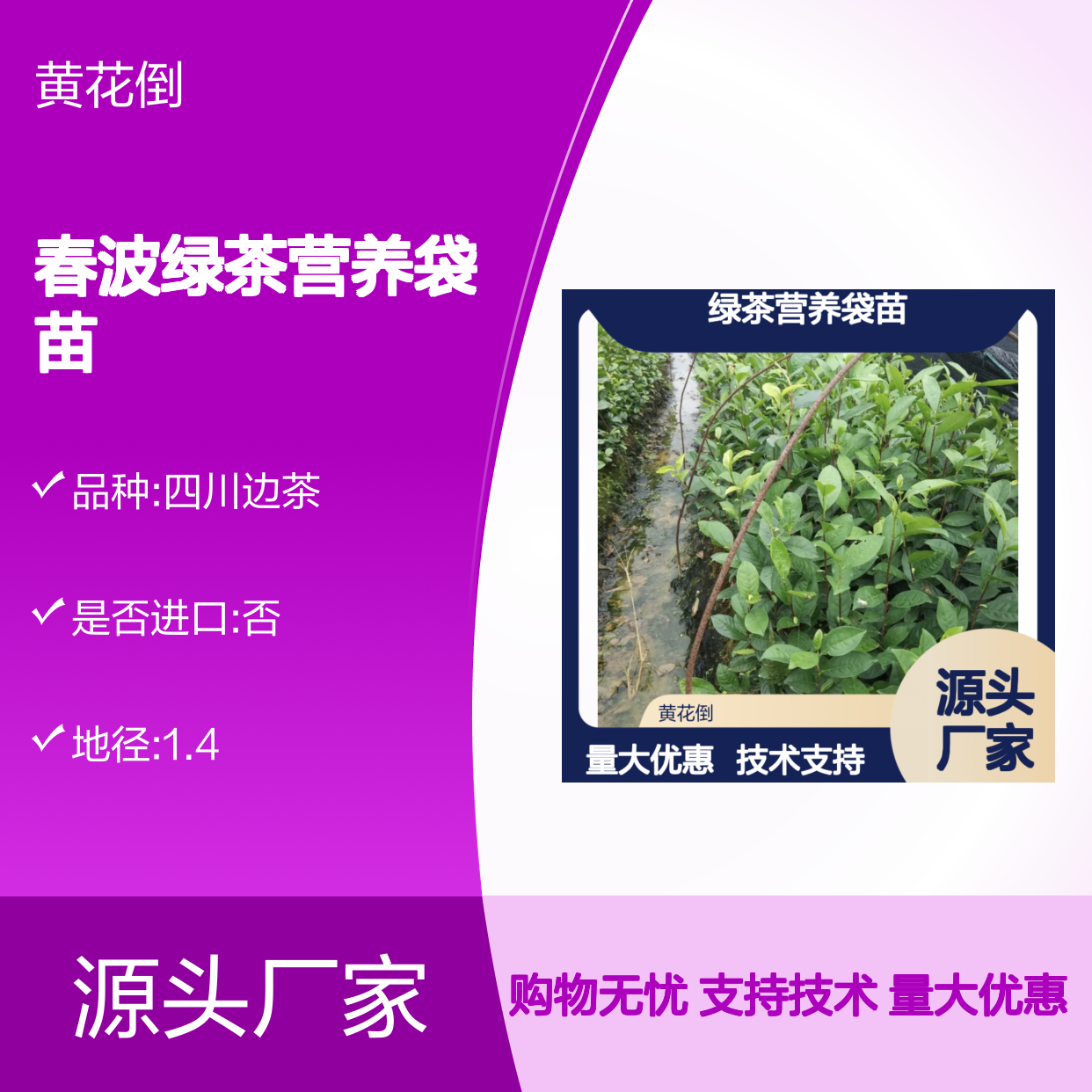苗木合作社自营 春波绿茶营养袋苗 技术领先 种植无忧