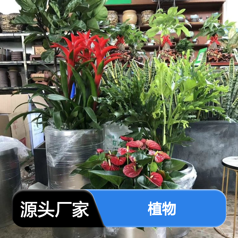 深 圳宝 安植物租赁西 乡办公室花木租摆 花卉绿植盆栽定期养护