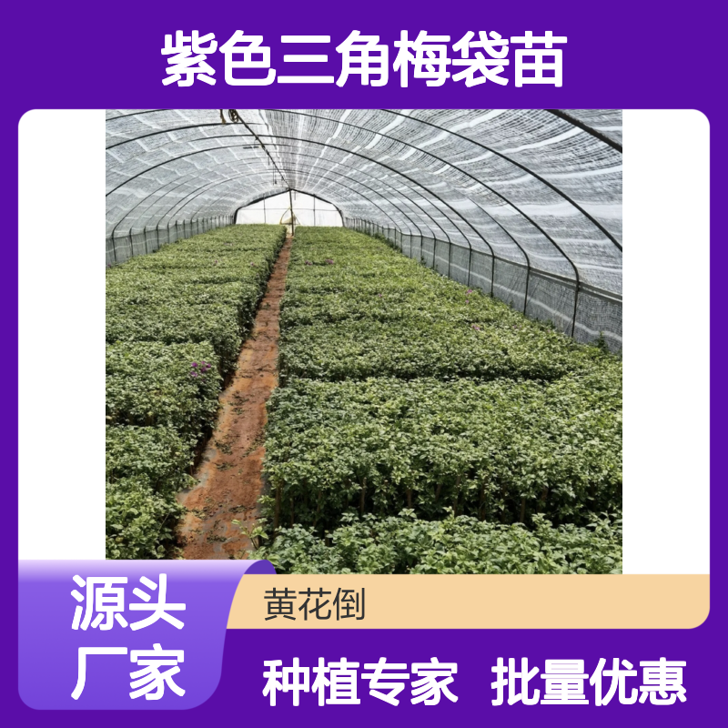 批发紫色三角梅袋苗 百亩种植基地 品质优良 扦插易活