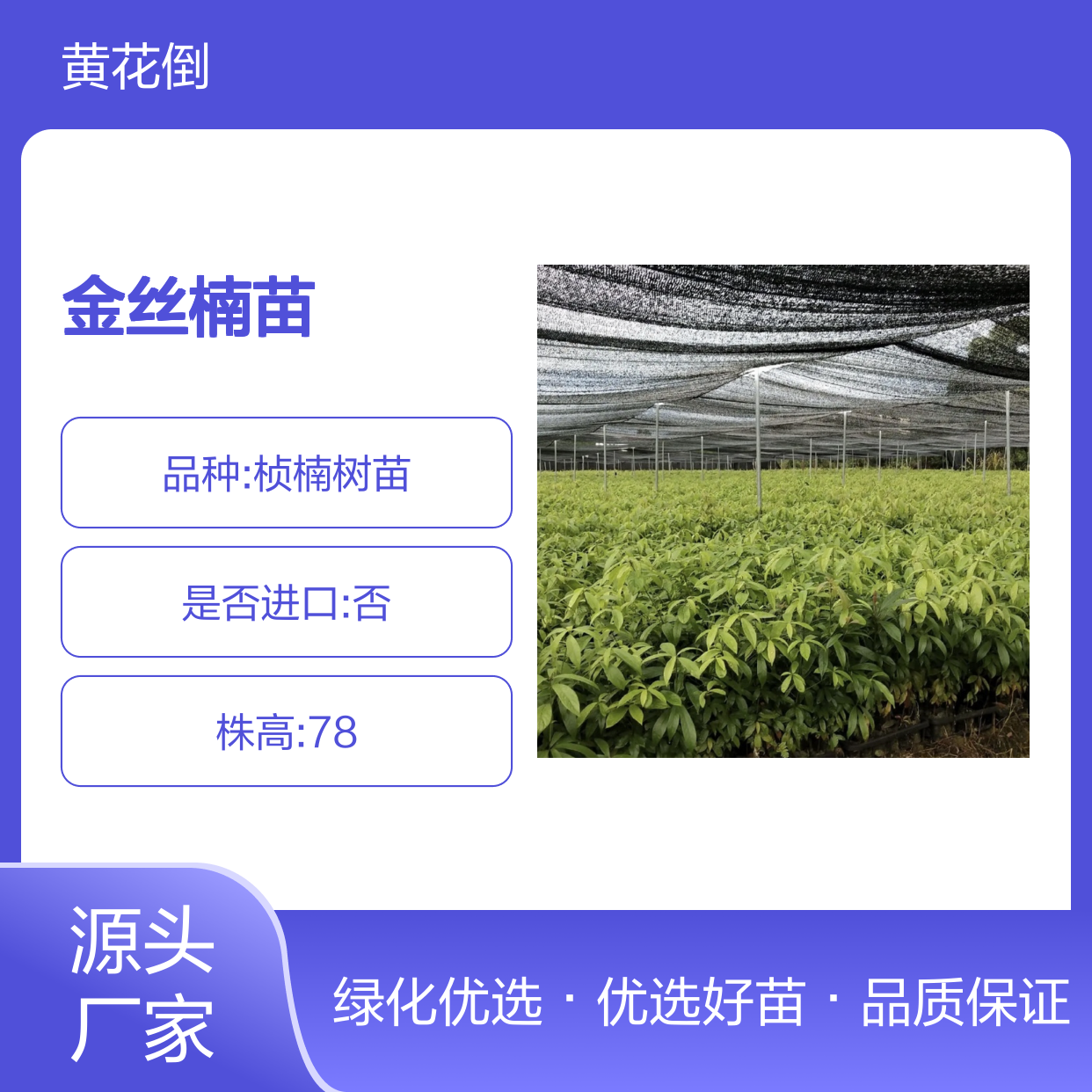 金丝楠苗 珍贵木材批发 园林植物 纹理丰富 坚硬耐腐