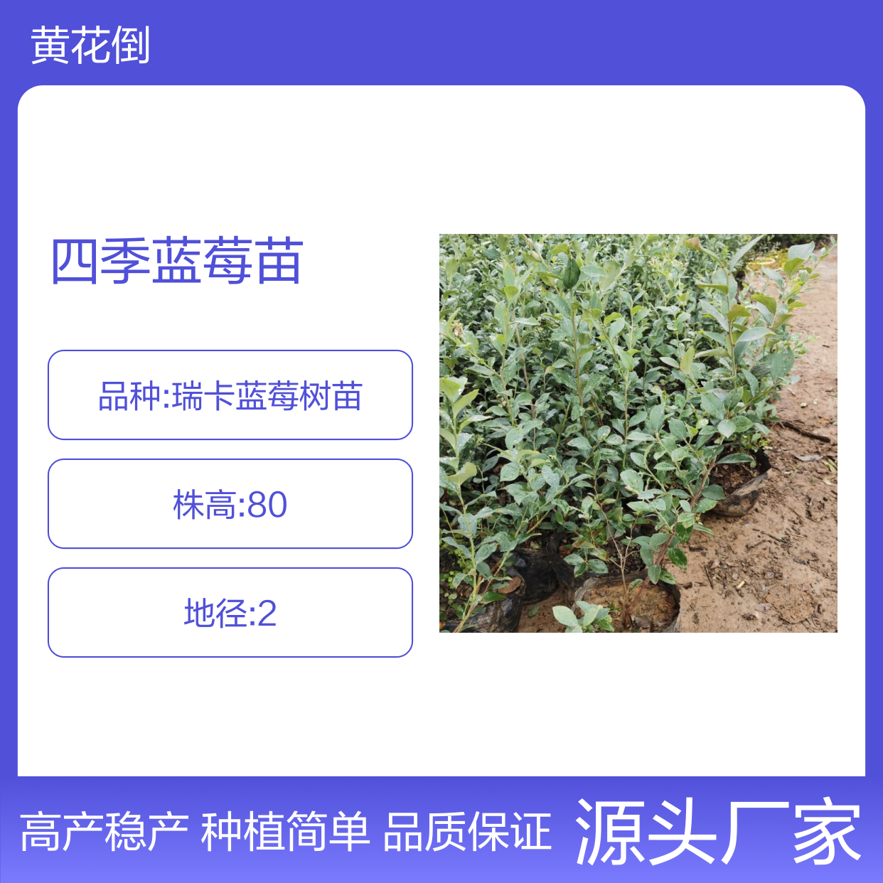 四季蓝莓种植园 优质蓝莓苗批发 丰产早产 果粒中大
