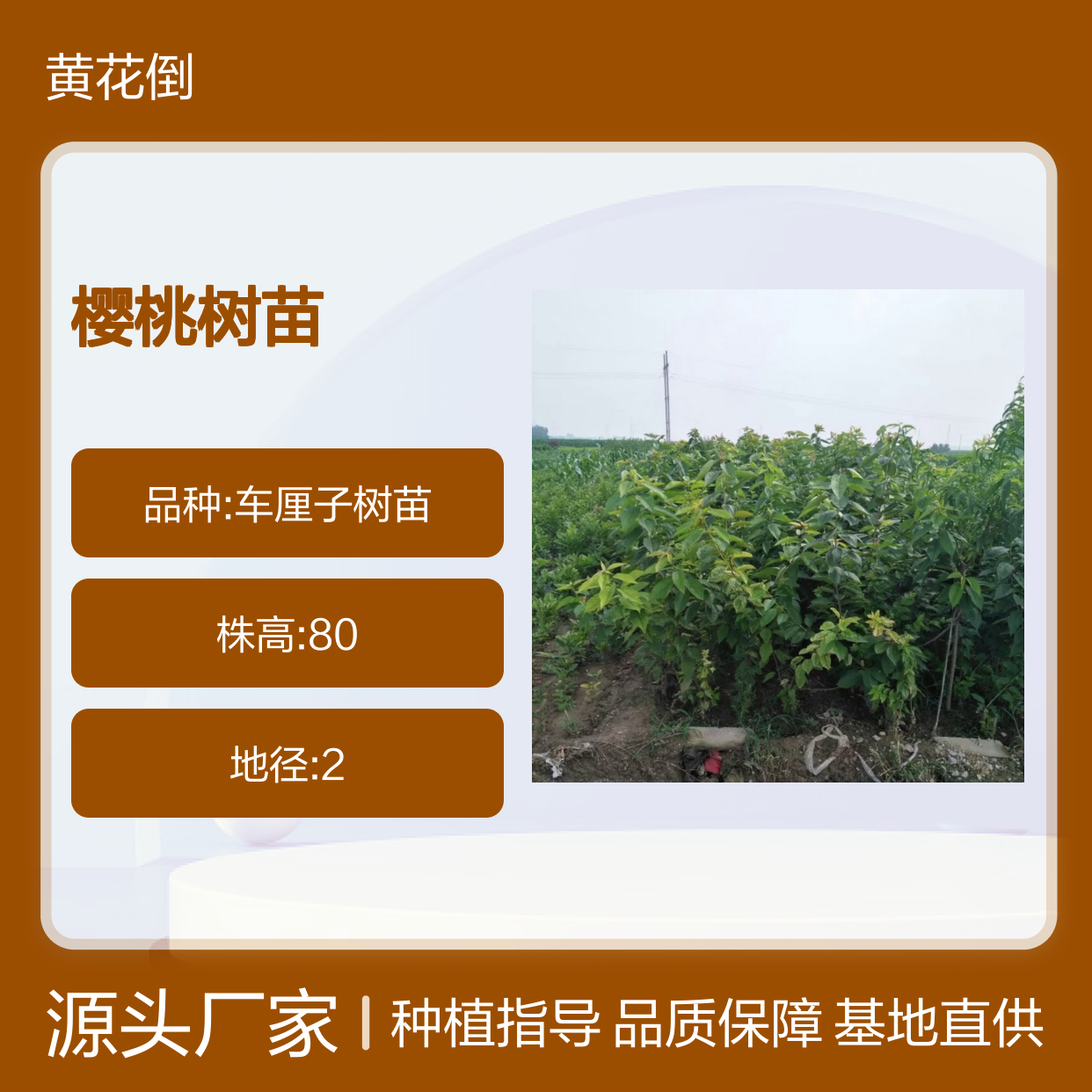 樱桃树苗 批发供应 毛樱桃分株繁殖 品种纯正 果大味甜