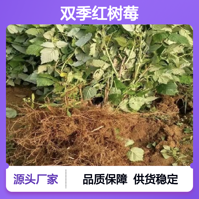 双季红树莓 多年生小灌木果树 丰产稳产 栽培简单
