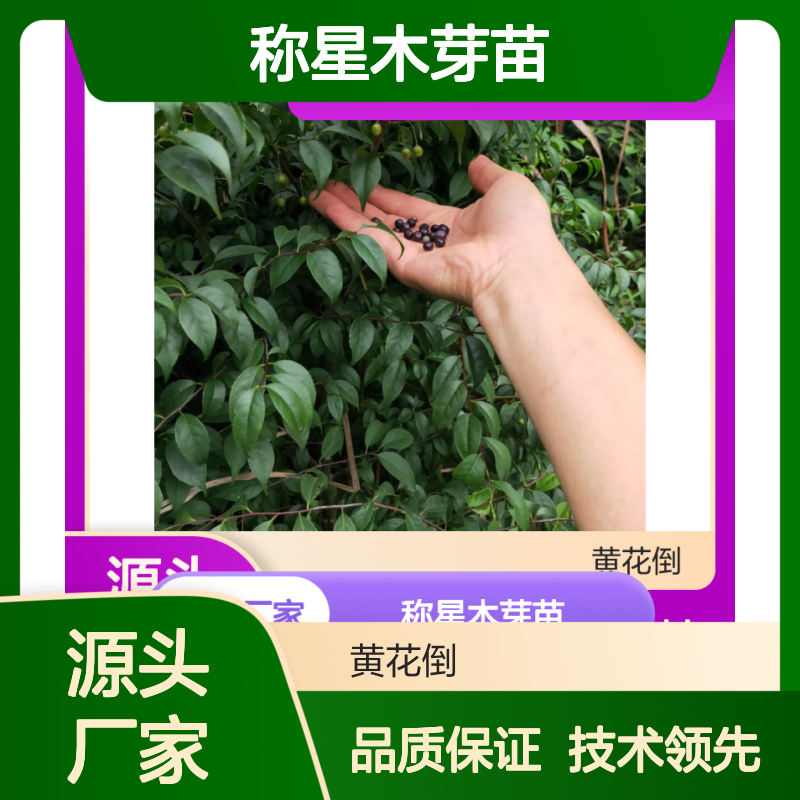 苗木合作社自营 称星木芽苗 落叶灌木 技术领先