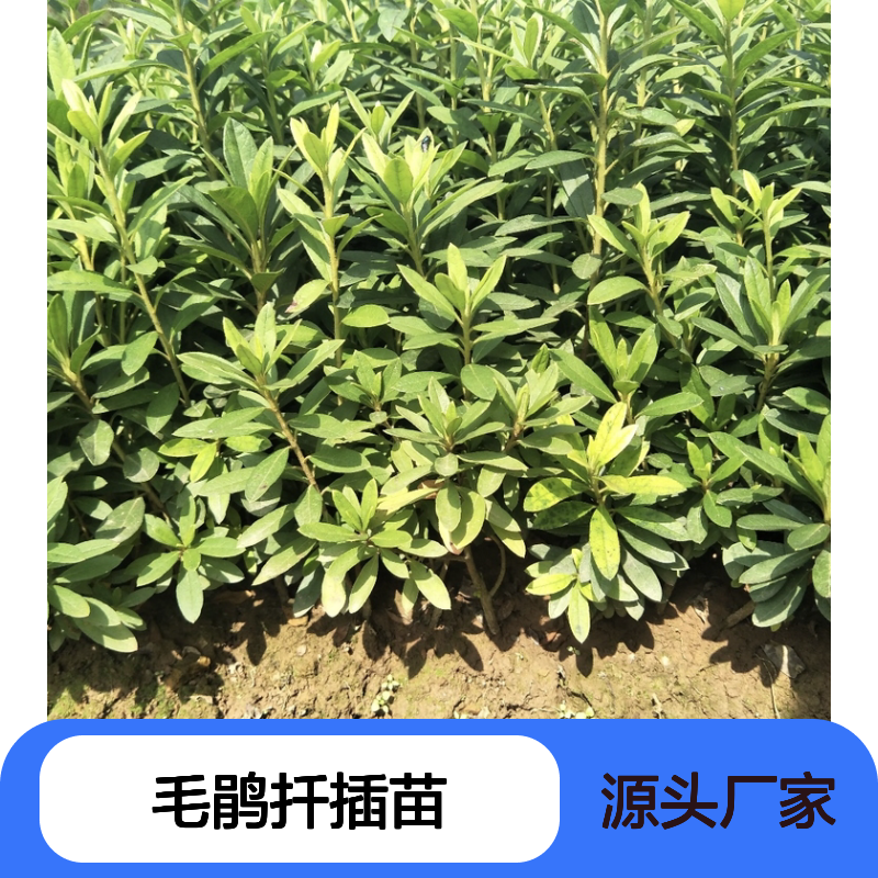 毛鹃扦插苗批发 锦绣杜鹃半常绿灌木 花多易养