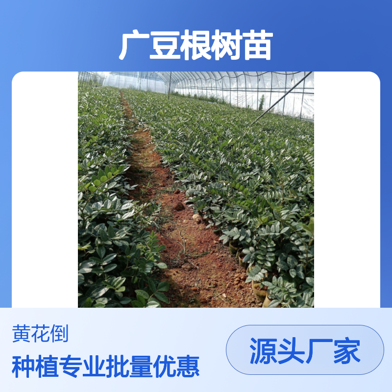 广豆根树苗 百亩种植园直供 品质优良 采收佳期