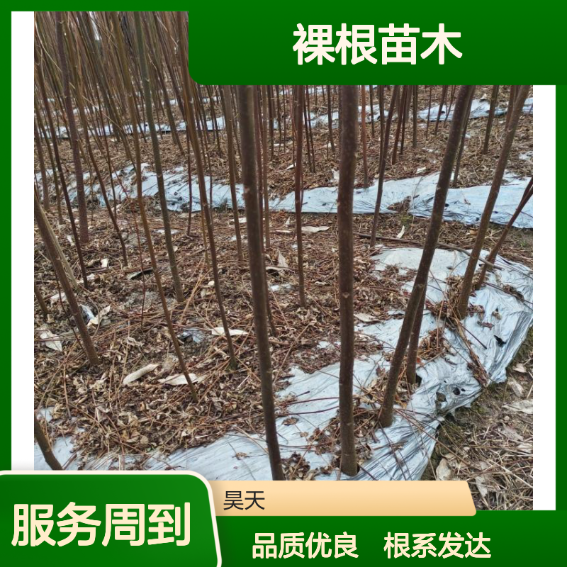 1-2年生 南酸枣裸根苗木 D0.8-1.5公分 根系发达