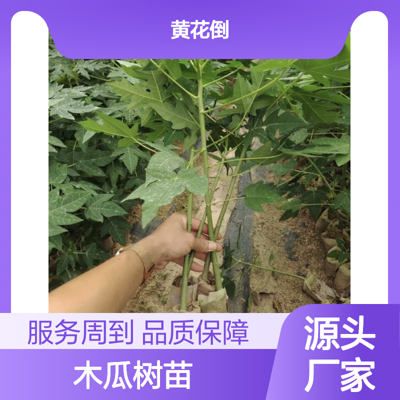 番木瓜树苗 批发供应 种植指导 果实多用 栽培简单