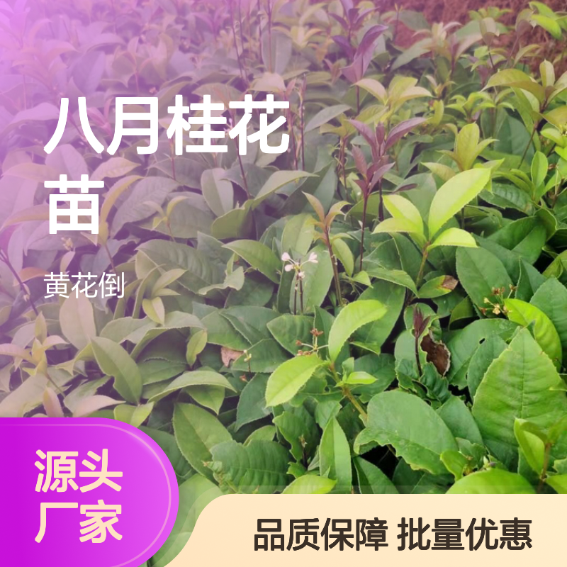 八月桂花苗 四季桂常绿乔木 枝繁叶茂 生长健壮