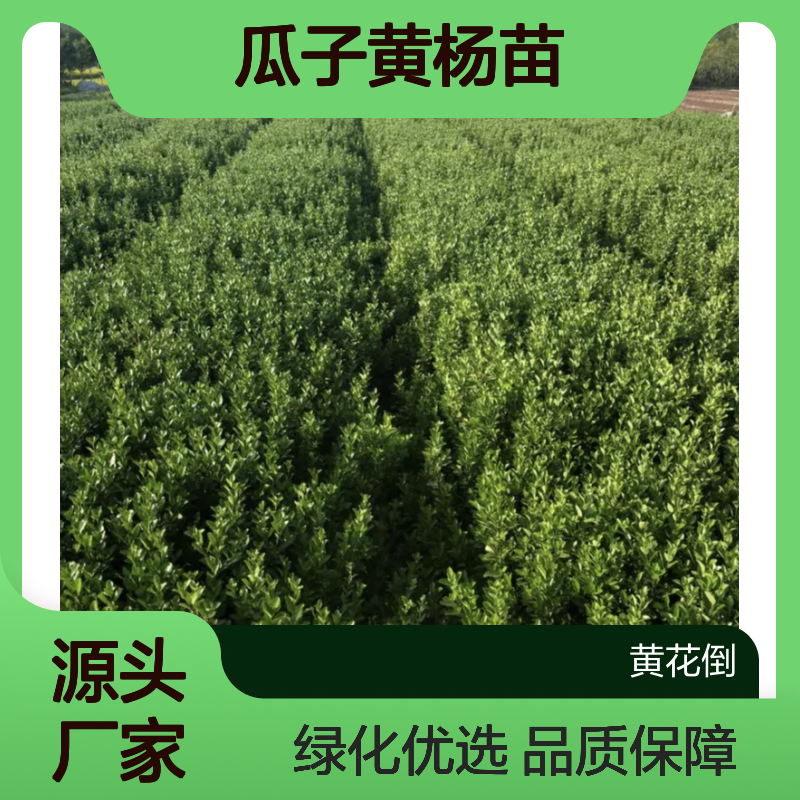 瓜子黄杨苗 园林绿植常绿灌木 耐阴喜光 分蘖性强