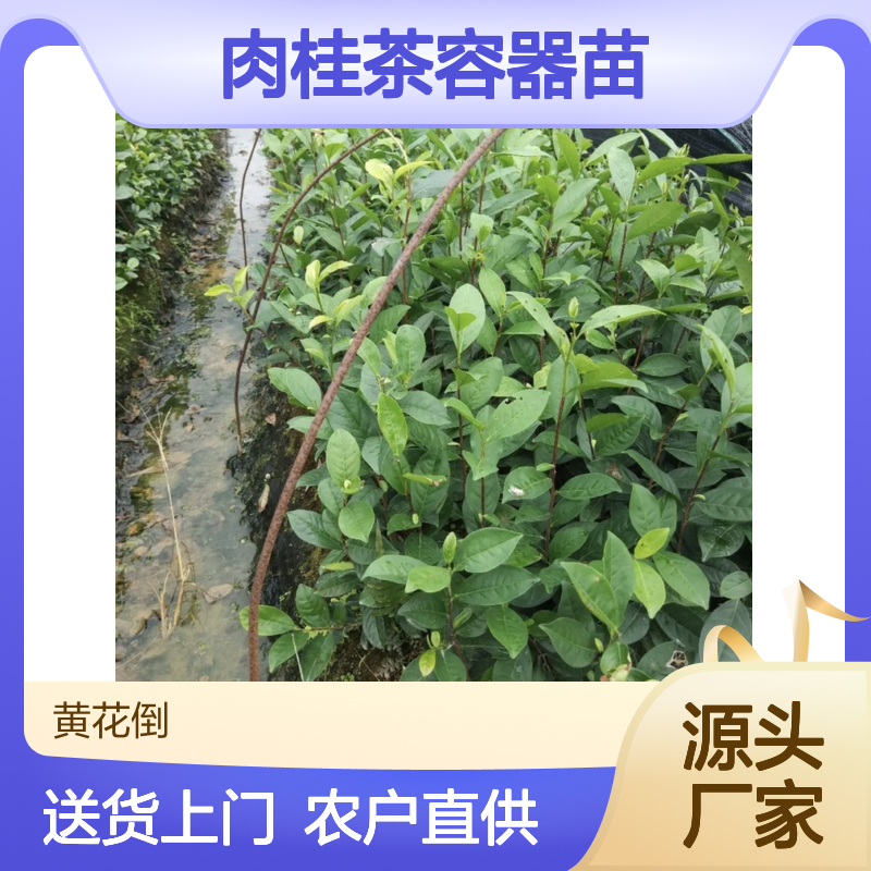 农户直供肉桂茶容器苗 购买数量达到要求全国专线车直达送货