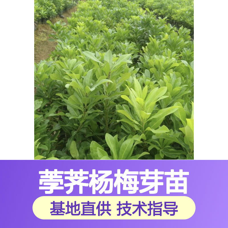 基地直供荸荠杨梅芽苗 全程技术指导 十几年苗木培育经验
