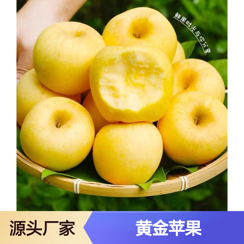 维纳斯黄金苹果冷藏物流 冷冻运输 脆甜多汁果味浓
