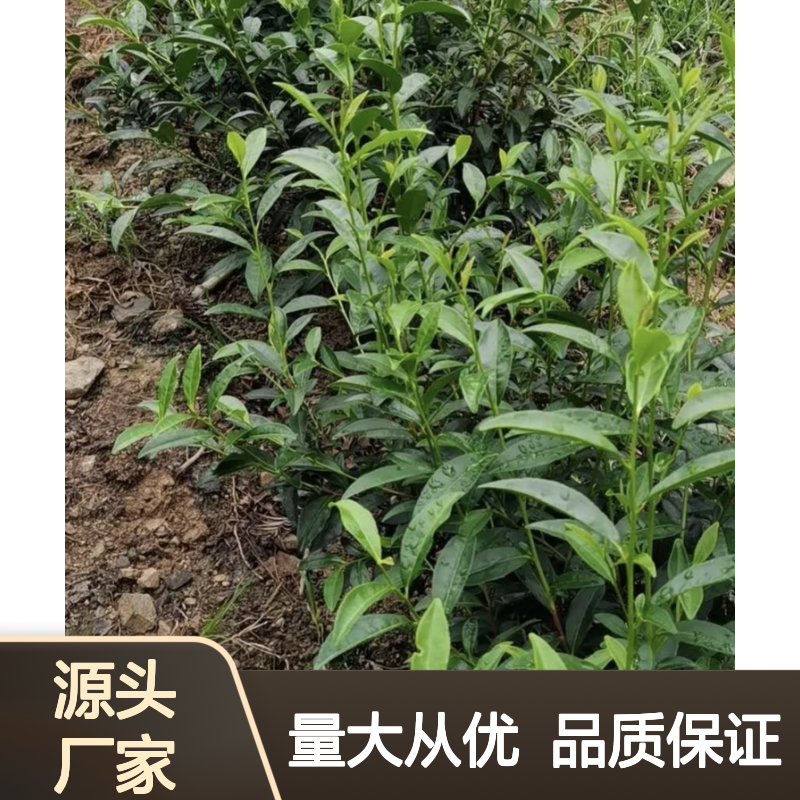 批发春波绿茶树苗 种植主产区货源 基地直供 品质优良