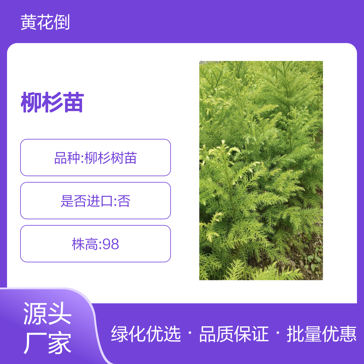 柳杉苗供应 建筑造纸多用途 优质树种 生长迅速