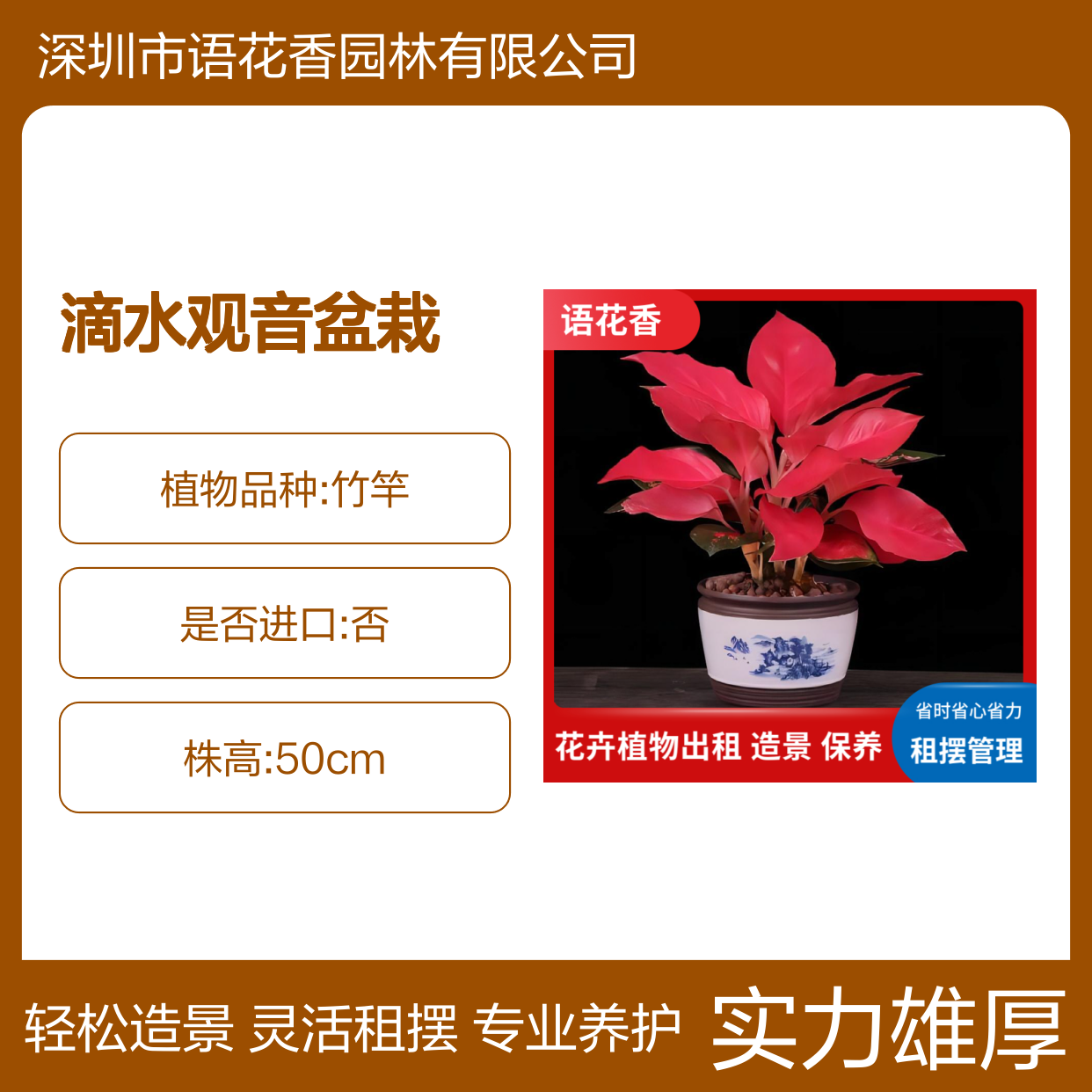 滴水观音盆栽租赁服务 省时省心省力 绿植租摆长期短期皆可
