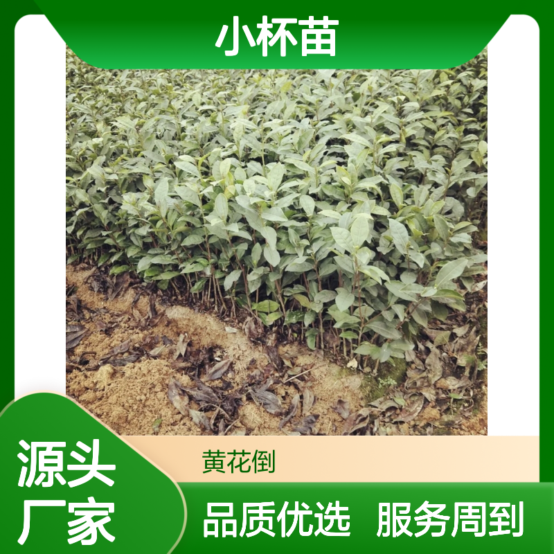 茶苗小杯苗 品种全根系发达好管理 适应性强